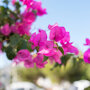Bougainvillea pyramide bloei